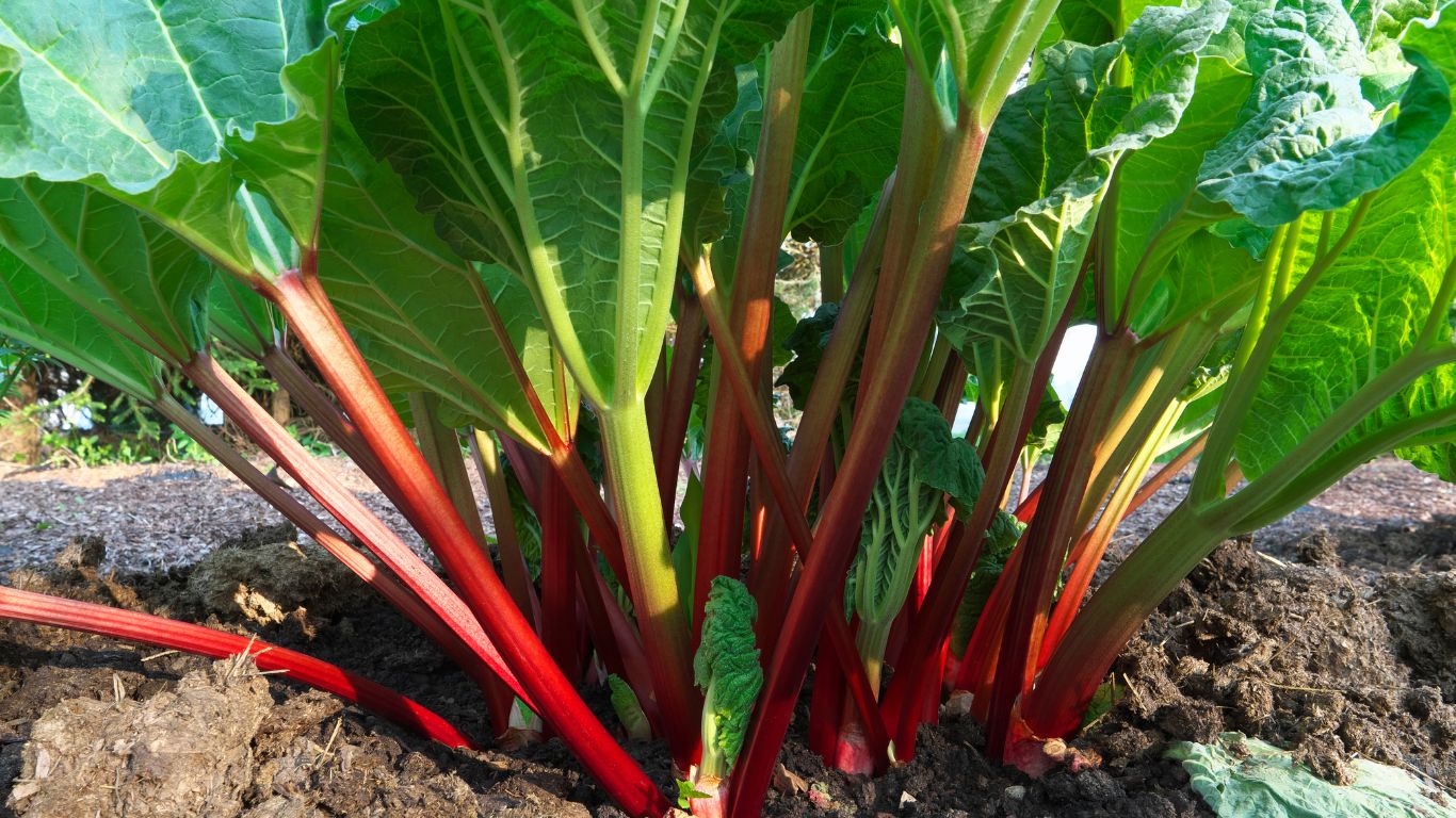 Plant de rhubarbe pour réaliser une savoureuse tarte à la rhubarbe et à la fraises sans gluten et sans oeufs