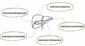 Le foie accompli 5 fonctions principales