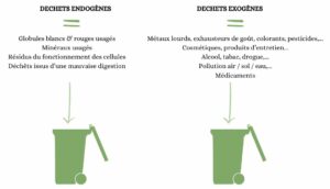 Déchets endogènes et exogènes traités par le foie.