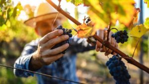 Les bienfaits du raisin noir